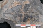 Foto (Detailansicht) von Ficus praelanceolata Ettingshausen (NHMW-GEO-2024-0188-10222)